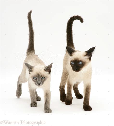 Seal Point And Blue Point Siamese Kittens Photo Wp11025
