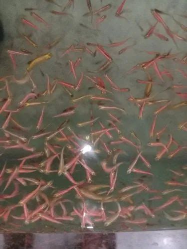 Pink Zebra Danio Fish Packaging Type Poly Size 1 Inch At Rs 4piece