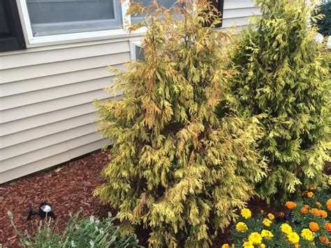 Arborvitaes Trees Turning Brown Can Brown Arborvitae Be Saved And