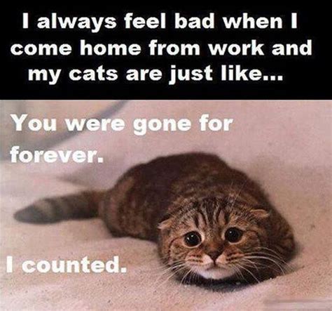 Things Only People Who Love Cats Will Understand