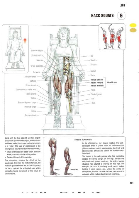 The Muscles And Their Functions Are Labeled In This Manual For Students