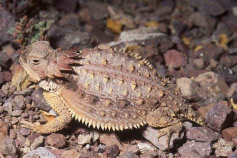Surprisingly Beautiful Southern Arizona Lizards Pets