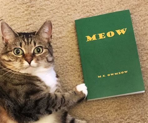 Meow The Book For Cats Cool Stuff To Buy Online