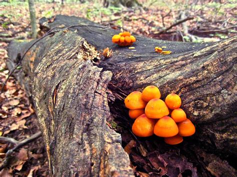 Orange Mushrooms On A Log When Hiking Through Michigan