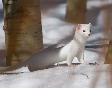 Pin By Ellen Bounds On Ermine In Winter An Animal With 2 Coats