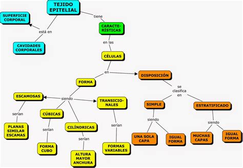 Tejidos Del Cuerpo Humano Mapa Conceptual Kulturaupice The Best Porn