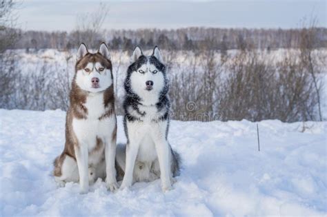 Dogs Sit On Snowy Cliff Above Coast Winter River Portrait Two Siberian