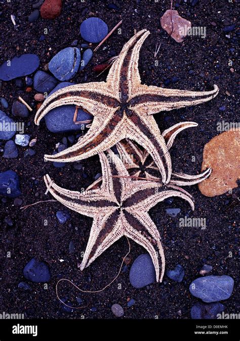 Underside Of Purple Starfish Washed Ashore Stock Photo Alamy