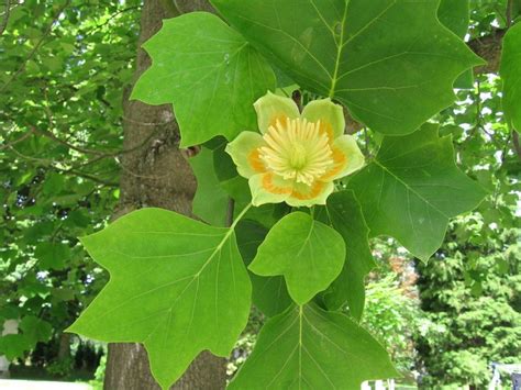 Tulip Poplar Tuliptree Liriodendron Tulipifera Great Plains