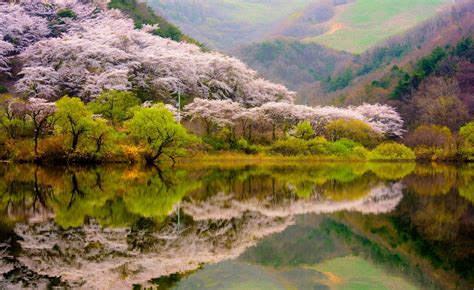 Cherry Blossom Trees Spring Forest Mountains Lake Hd Wallpaper