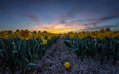 Download Wallpapers Yellow Daffodils Evening Sunset Flower Field