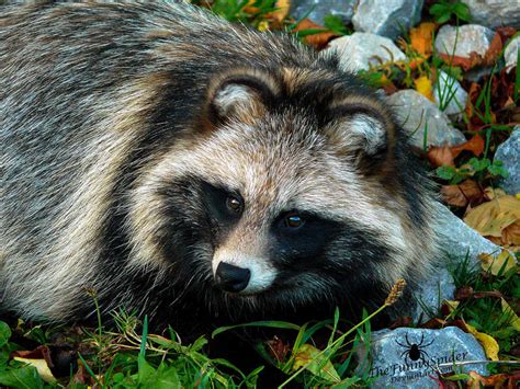 Raccoon Dog - so cute :3 by TheFunnySpider on DeviantArt
