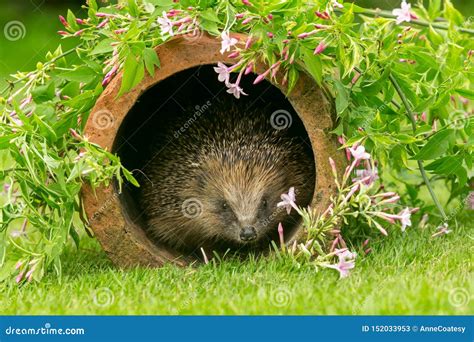 Hedgehog Wild Native European Hedgehog In Natural Garden Habitat