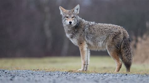 How To Protect Your Dog Pets From Coyote Attacks Its Mating Season
