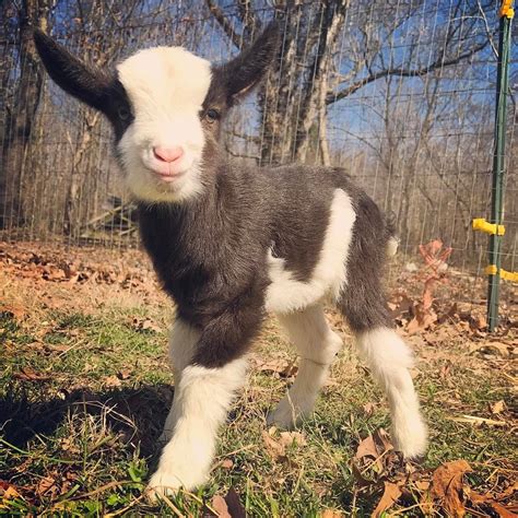 This Baby Goat Instagram Is The Only Pure Thing Left In The World