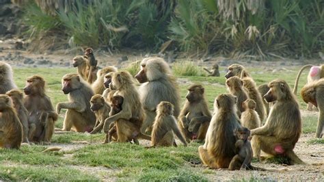 Baboons Rules Of The Troop Love Nature