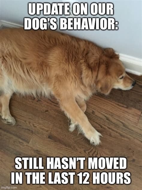 Dog Behavior Update Imgflip