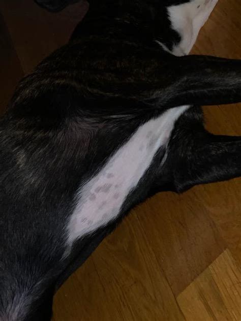 Health Why Does My Dog Now Have Spots Showing Underneath His Fur On