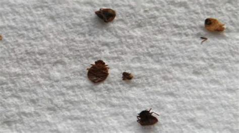 What Do Bed Bugs Look Like Color Size Anatomy With Pictures