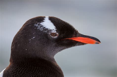 Closeup Of The Head Of A Gentoo Penguin Fine Art Photo Print Photos