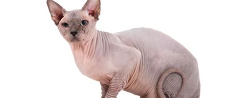 Wenn schon rassekatzen, dann reinrassige lastrami´s. Sphynx-Katze: Alles über Herkunft und Haltung der nackten ...