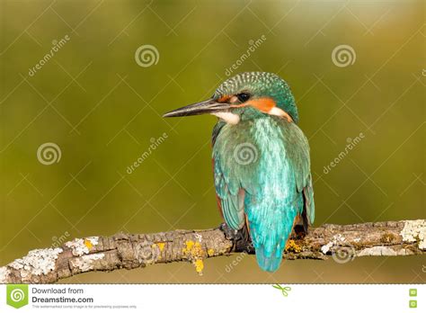 Kingfisher Bird Preening On A Branch Stock Image Image Of Fish