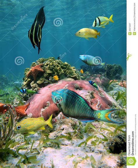 Colorful Sea Life In The Caribbean Sea Stock Image Image