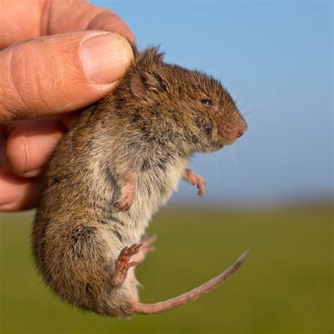 How To Get Rid Of A Vole In Your Garden Vole Vs Mole How To Tell