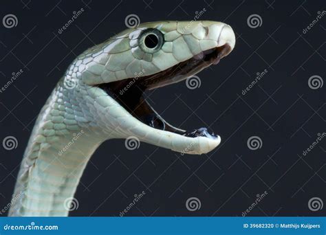 Blue Mamba Snake