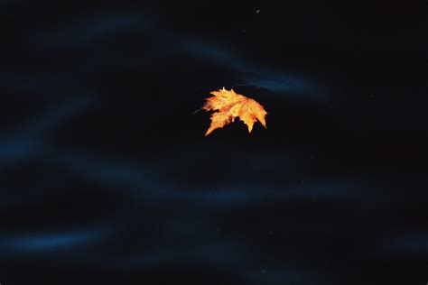 Free Images Water Nature Light Sky Night Sunlight Leaf Flower