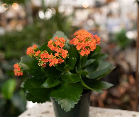 Excretion is the removal of substances from plants, animals and other living organisms. 4" Flowering Kalanchoe | Indoor Plants, Tropicals | West ...
