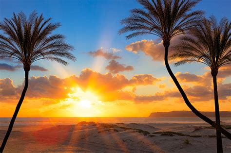 Southern California Sunset Beach With Backlit Palm Trees