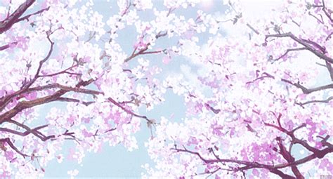 Sakura Trees On Tumblr