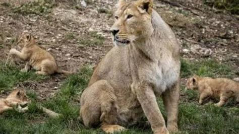 Lioness Gives Birth To Three Cubs At Lahores Safari Zoo