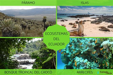 Mapa Conceptual De Los Ecosistemas Del Ecuador Images Nietma Porn My