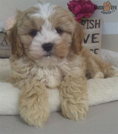 Click here to check puppy availability near cleveland. Toby - Cavapoo Puppy for Sale in Millersburg, OH | Buckeye ...