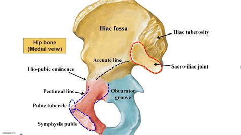 Hip Surface Anatomy