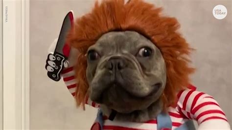 More than 160 french bulldog costumes at pleasant prices up to 18 usd fast and free worldwide shipping! French bulldog puppy in 'Chucky' costume is hilariously ...
