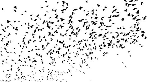 Flock De Pájaros Png Transparente Png All