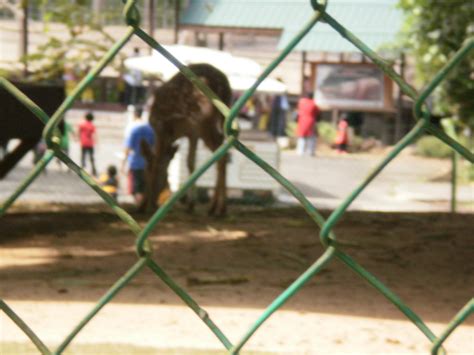 Lok kawi wildlife park | taman hidupan liar lok kawi. LAWATAN SK KAWANG PAPAR: Lawatan Ke Taman Hidupan Liar Lok ...
