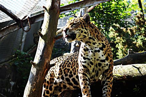 Jaguar Edinburgh Zoo Kai Lyu Flickr