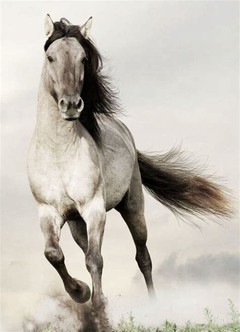 The Horse Spirit Animal Symbolizes Personal Drive Passion And Appetite