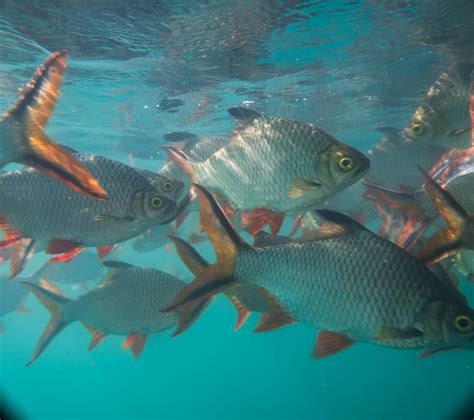 What Type Of Fish Is Tilapia ~ Is Tilapia Real Dangers And Benefits