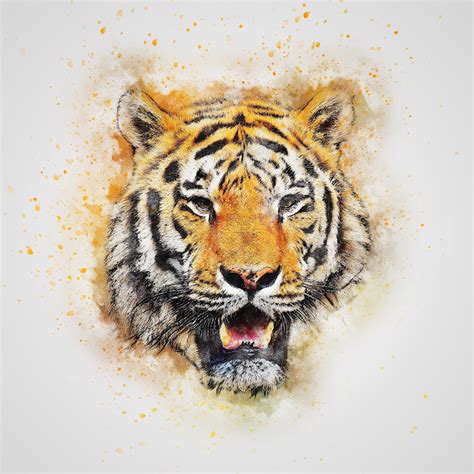 Watercolor White Tiger