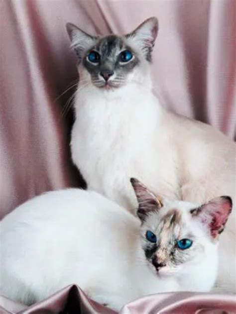 Do Siamese Cats Fur Change Color Story The Discerning Cat