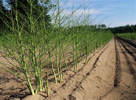 Asparagus Plants Photograph By Bob Gibbonsscience Photo Library