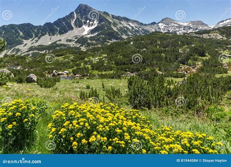 Landscape With Yellow Spring Flowers And Sivrya Peak Pirin Mountain