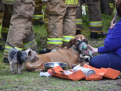 Firefighters Revive Two Dogs Pulled From Osgoode House Fire Ottawa