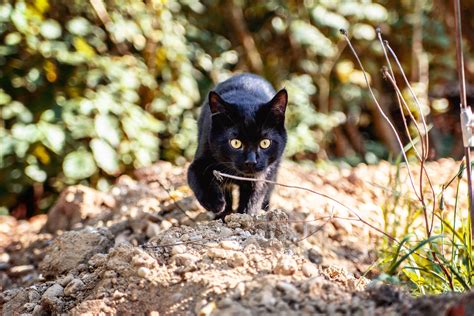 In, from, to, of, about. Why is kitty running away from home? Top 11 reasons ...