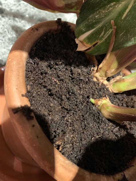 Have you ever noticed little white bugs on your plants? There are some tiny black bugs in The soil of my calathea ...